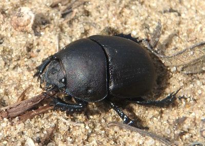 Geotrupes opacus; Opaque Earth Boring Beetle