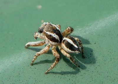 Habronattus cognatus; Jumping Spider species; male 