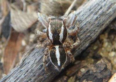 Habronattus cognatus; Jumping Spider species; male