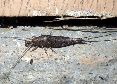 Microcoryphia Bristletail species