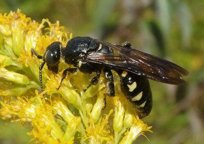 Myzinum obscurum; Thynnid Wasp species; female