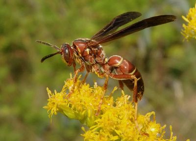 Fuscopolistes Paper Wasp species