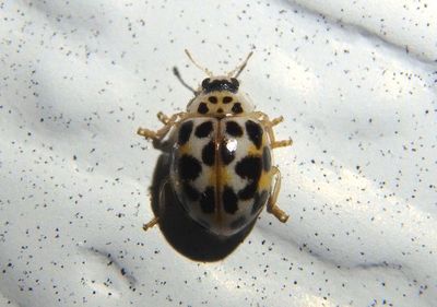 Psyllobora vigintimaculata; Twenty-spotted Lady Beetle