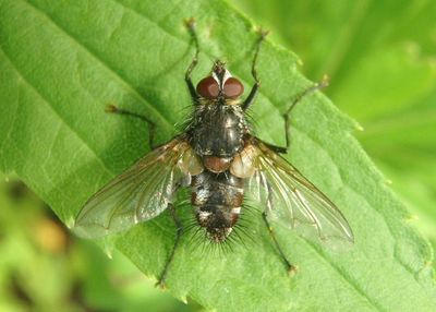 Ptilodexia Tachinid Fly species 