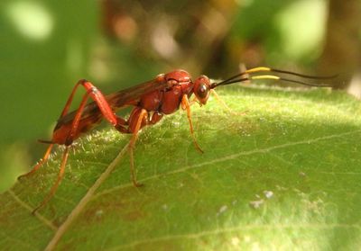 Exetastes angustoralis; Ichneumon Wasp species; female