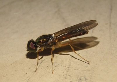 Sargus decorus; Soldier Fly species