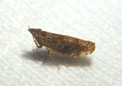 Scaphytopius acutus; Sharp-nosed Leafhopper