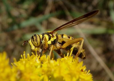 Spilomyia longicornis; Syrphid Fly species