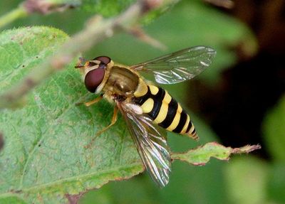 Syrphus Syrphid Fly species; female