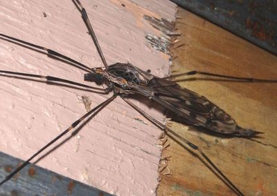 Tipula abdominalis; Giant Crane Fly 