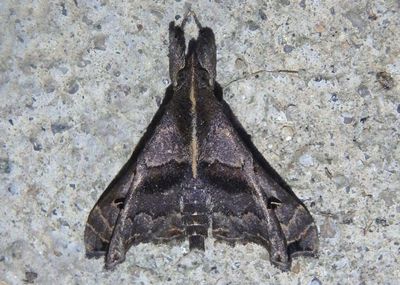 8398 - Palthis asopialis; Faint-spotted Palthis