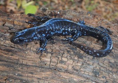 Blue-spotted Salamander 