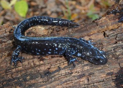 Blue-spotted Salamander 