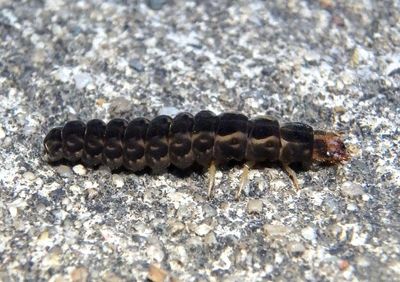 Cantharidae Soldier Beetle species larva