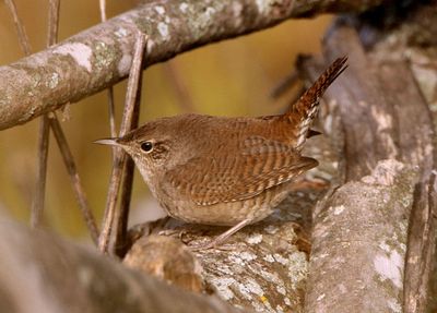 House Wren