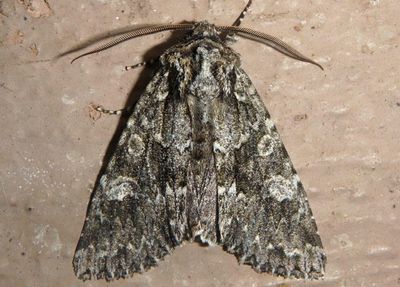 9992 - Pachypolia atricornis; Cutworm Moth species