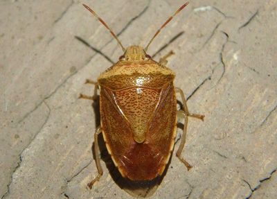 Banasa calva; Stink Bug species