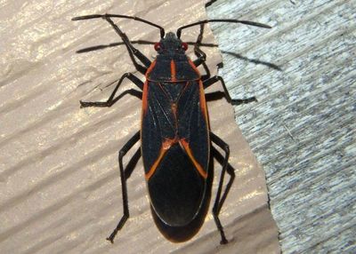 Boisea trivittata; Eastern Boxelder Bug