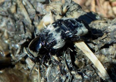 Creophilus maxillosus; Hairy Rove Beetle