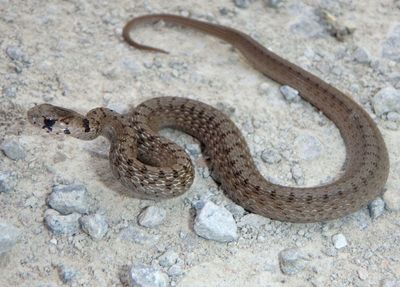 DeKay's Brown Snake 