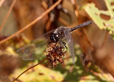 Sympetrum danae; Black Meadowhawk; male