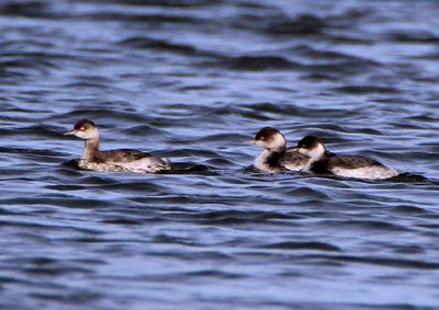 Eared Grebes; basic