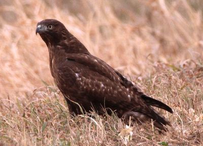 Red-tailed Hawk; dark morph