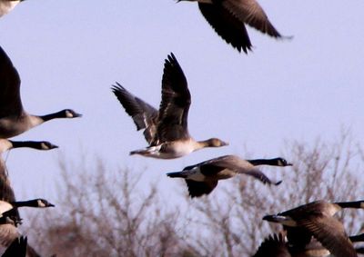 Tundra Bean Goose