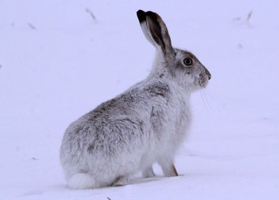 White-tailed Jackrabbit; winter coat