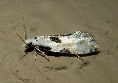 0274 - Nemapogon tylodes; Clothes Moth species