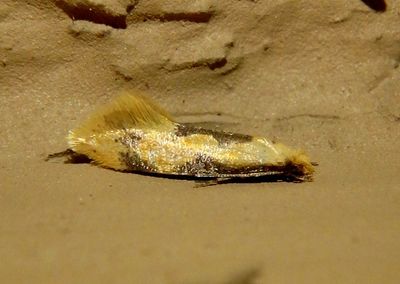 0300 - Hybroma servulella; Yellow Wave Moth
