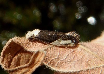 0418.1 - Monopis longella; Clothes Moth species