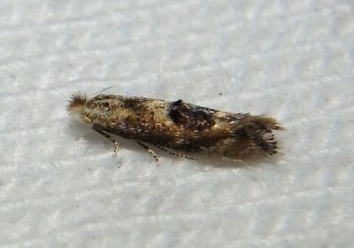 0572 - Bucculatrix ainsliella; Oak Skeletonizer Moth