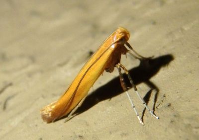 0609 - Caloptilia invariabilis; Leaf Blotch Miner Moth species