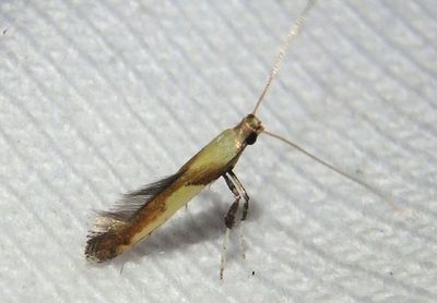 0641 - Caloptilia superbifrontella; Leaf Blotch Miner Moth species