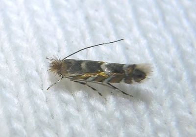 0790 - Macrosaccus robiniella; Leaf Blotch Miner Moth species