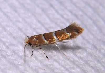 0817 - Cameraria corylisella; Leaf Blotch Miner Moth species 