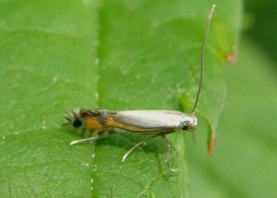 0846 - Phyllocnistis insignis; Leaf Blotch Miner Moth species