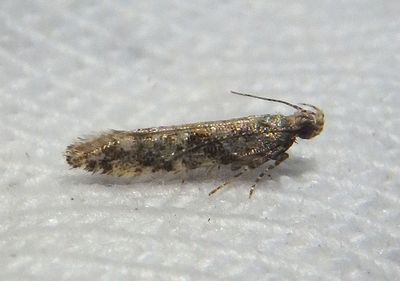 1762 - Aristotelia rubidella; Twirler Moth species