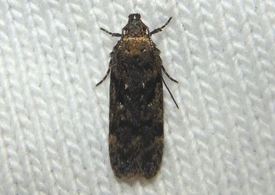 2119 - Chionodes thoraceochrella; Twirler Moth species