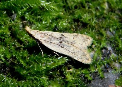 2288 - Dichomeris punctipennella; Many-spotted Dichomeris