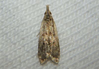 2288 - Dichomeris punctipennella; Many-spotted Dichomeris