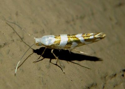 2444 - Argyresthia calliphanes; Shiny Head-standing Moth species
