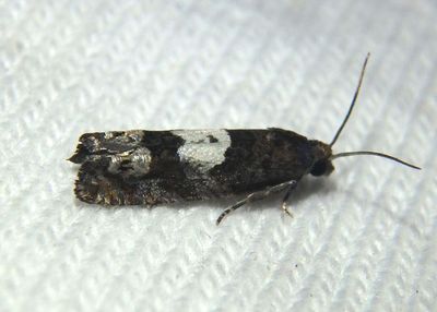 2937 - Eucosma parmatana; Tortricid Moth species