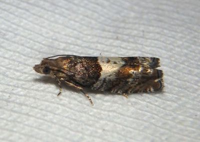 3310 - Epinotia transmissana; Walker's Epinotia Moth