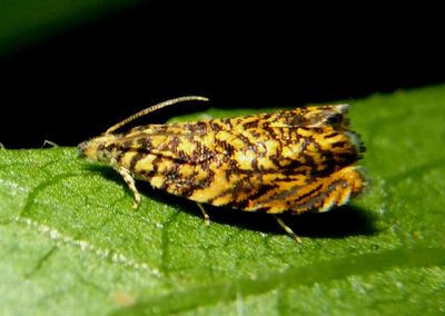 3414 - Dichrorampha leopardana; Tortricid Moth species