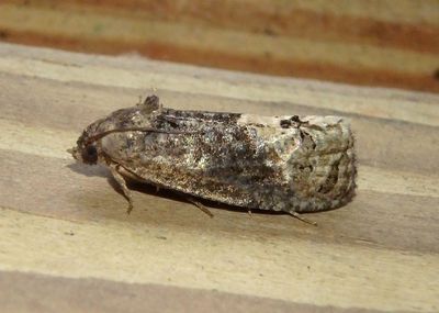 3497 - Ecdytolopha insiticiana; Locust Twig Borer Moth