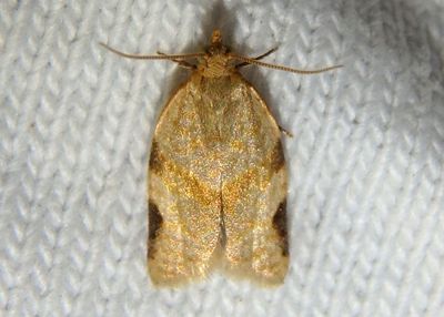 3689 - Clepsis virescana; Tortricid Moth species