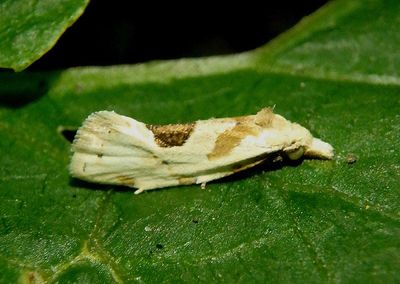 3754.1 - Aethes angustana; Tortricid Moth species 