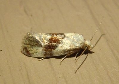 3807 - Phalonidia lepidana; Tortricid Moth species 